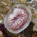 Disporella hispida (Fleming, 1828) 