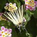 Iphiclides podalirius (Linnaeus, 1758)