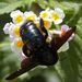 Xylocopa violacea (Linnaeus, 1758)