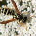 Polistes gallicus Linnaeus, 1761 