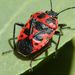 Eurydema ornata  (Linnaeus, 1758)