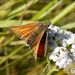 Thymelicus sylvestris (Poda, 1761)
