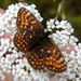 Melitaea athalia (Rottenburg, 1775)