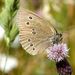 Aphantopus hyperantus (Linnaeus, 1758)