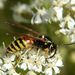 Dolichovespula norvegica (Fabricius, 1781)