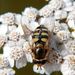 Eupeodes  corollae (Fabricus, 1794)