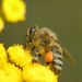 Apis mellifera Linnaeus, 1758