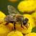 Apis mellifera Linnaeus, 1758