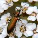 Pseudovadonia livida (Fabricius, 1776)