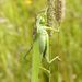 Tettigonia viridissima Linnaeus, 1758