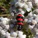 Trichodes apiarius (Linnaeus, 1758)