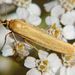 Manulea lutarella (Linnaeus, 1758)