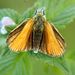 Thymelicus lineola (Ochsenheimer, 1808)