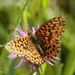 Boloria selene (Denis et Schuiffermüller, 1775)