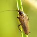 Ectobius lapponicus (Linnaeus, 1758)