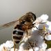 Erystalis tenax (Linnaeus,  1758)