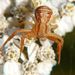 Xysticus cristatus (Clerck, 1757)