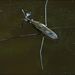 Gerris lacustris (Linnaeus, 1758)