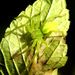 Micrommata virescens (Clerck, 1757)