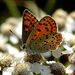 Lycaena tityrus (Poda, 1761)