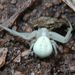Misumena vatia (Clerck, 1757)