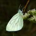 Pieris napi (Linnaeus, 1758) 