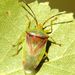 Elasmostethus interstinctus (Linnaeus, 1758)