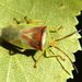 Elasmostethus interstinctus (Linnaeus, 1758)