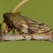 Aphrophora alni (Fallém, 1809) 