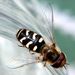 Scaeva pyrastri (Linnaeus, 1758)