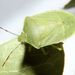 Nezara viridula (Linnaeus, 1758)