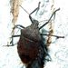 Apodiphus amygdale (Germar, 1817)