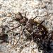 Calomera littoralis  (Fabricus, 1787)