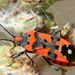 Lygaeus equestris  (Linnaeus, 1758) 