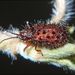 Discladispa  testacea (Linnaeus, 1767) 