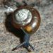 Zonitoides nitidus  (O.F. Müller, 1774)