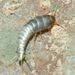 Lepisma sacchrina  Linnaeus, 1758
