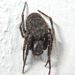 Nuctenea umbratica (Clerck, 1757)