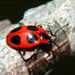 Endomychus coccineus (Linnaeus, 1758)