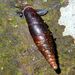 Cochlodina laminata (Montagu, 1803)