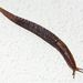 Lehmania marginata (O. F. Müller, 1774)