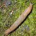 Arion subfuscus (Draparnaud, 1805)