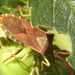 Gonocerus  acuteangulatus (Goeze, 1778)