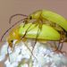 Cteniopus sulphureus  (Linneaus, 1778)