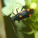 Capsodes gothicus (Linnaeus, 1758)