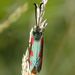 Zygaena filipendulae Linnaeus, 1758 – vřetenuška obecná
