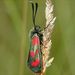 Zygaena filipendulae Linnaeus, 1758 – vřetenuška obecná