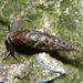 Laciniaria plicata (Draparnaud, 1803)