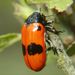 Clytra laeviuscula (Ratzeburg, 1837)