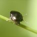 Coptosoma scutellatum (Geoffrey, 1785)